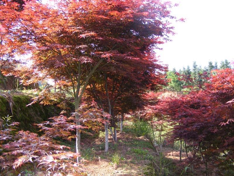 ��Ҷ��-�ӱ���Ҷ�ʯ��ׯ��Ҷ�޻�Ǻ�Ҷ����ݺ�Ҷ���Ҷ��۸�