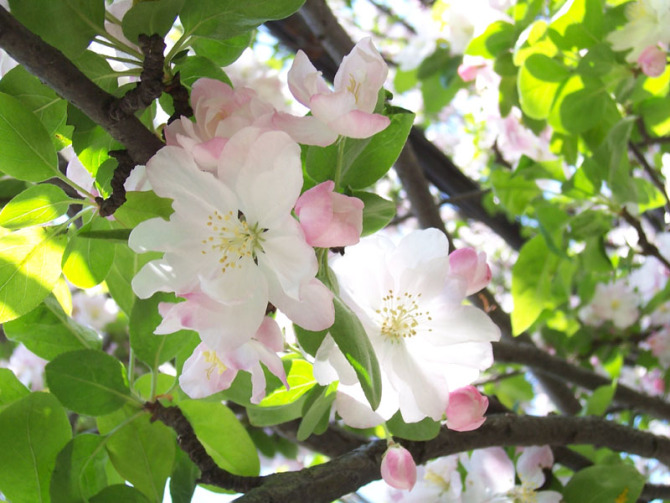 �ӱ��������ģ�ʯ��ׯ�������ģ�޻���������ģ������������ģ��������ļ۸�