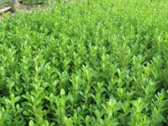 ʯ��ׯ����|�ӱ�����|޻�Ƕ���|���ݶ���|����۸�