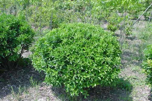 ʯ��ׯ��Ҷ����|�ӱ���Ҷ����|޻�Ǵ�Ҷ����|���ݴ�Ҷ����|��Ҷ����۸�