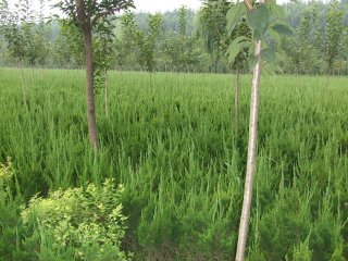 ʯ��ׯ����ľ|�ӱ�����ľ|޻�ǻ���ľ|���ݻ���ľ|����ľ�۸�