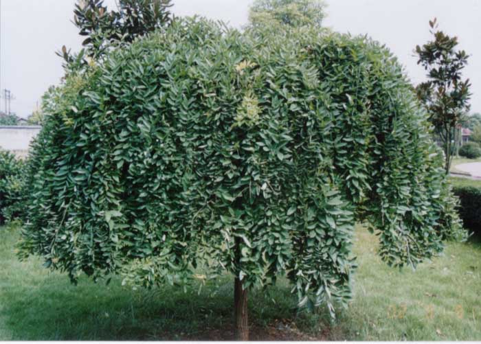 ʯ��ׯ��צ��|�ӱ���צ��|޻����צ��|������צ��|��צ���۸�