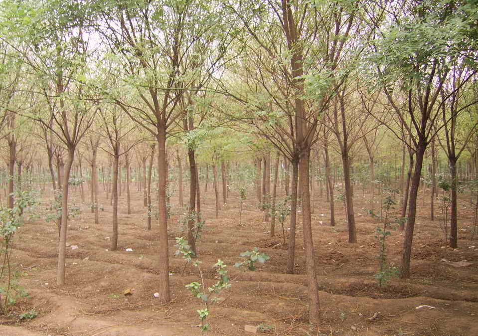 ʯ��ׯ����|�ӱ�����|޻�ǹ���|���ݹ���|��ͩ�۸�