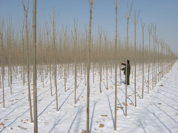 ʯ��ׯ����|�ӱ�����|޻�ǰ���|���ݰ���|�����۸�