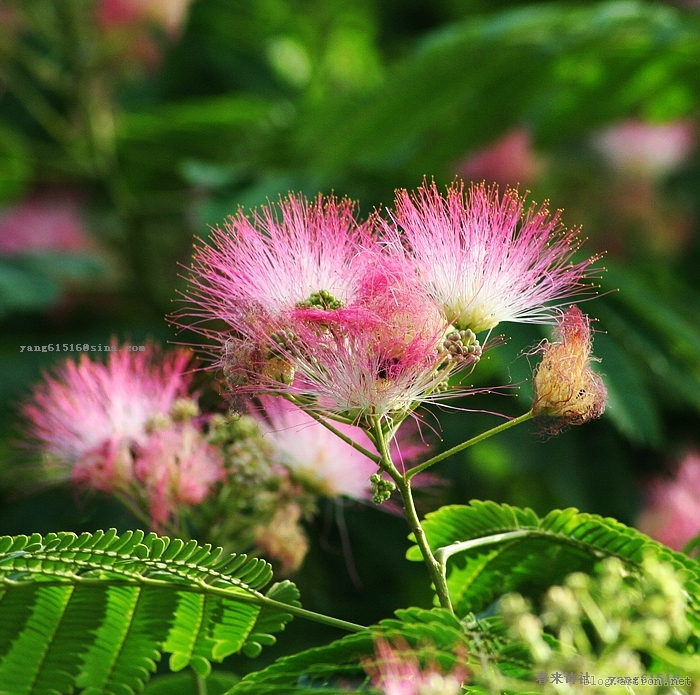 ʯ��ׯ�ϻ�|�ӱ��ϻ�|޻�Ǻϻ�|���ݺϻ�|�ϻ��۸�