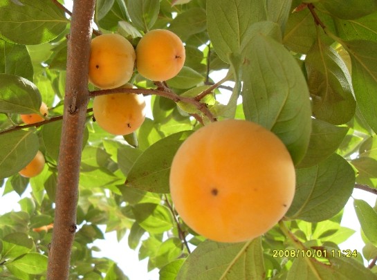 ʯ��ׯ������|�ӱ�������|޻��������|����������|�������۸�