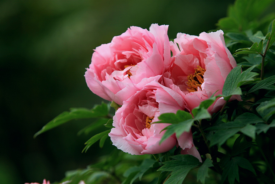 ʯ��ׯĵ��|�ӱ�ĵ��|޻��ĵ��|����ĵ��|ĵ���۸�-