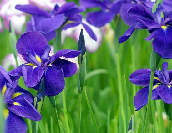 ʯ��ׯ�β|�ӱ��β|޻���β|�����β|�β�۸�