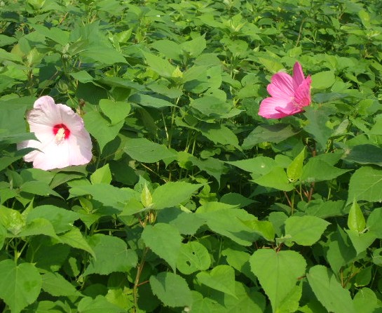 ʯ��ׯ�����|�ӱ������|������۸�-