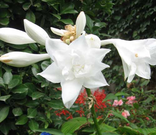 ʯ��ׯ������|�ӱ�������|޻�ǰ�����|���ݰ�����|�������۸�