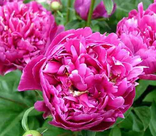 ʯ��ׯ��ҩ|�ӱ���ҩ|޻����ҩ|������ҩ|��ҩ�۸�-