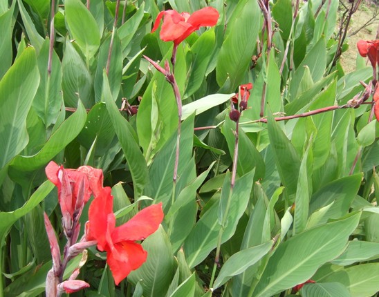 ʯ��ׯ���˽�|�ӱ����˽�|޻�����˽�|�������˽�|���˽��۸�