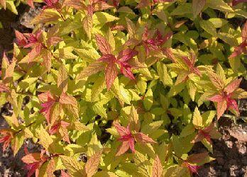 ʯ��ׯ�������߾�|�ӱ��������߾�|�������߾ռ۸�