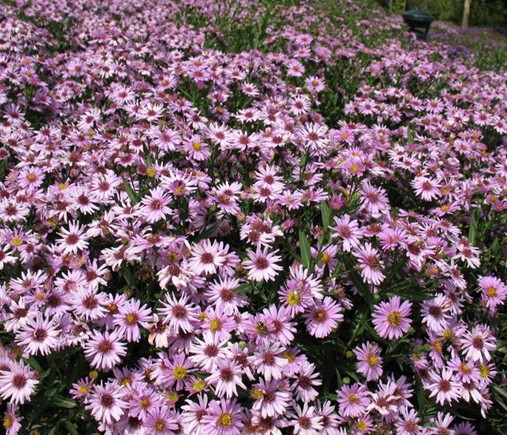 ʯ��ׯ������|�ӱ�������|޻�Ǻ�����|���ݺ�����|�����ռ۸�