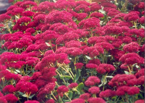 ʯ��ׯ�˱�����|�ӱ��˱�����|޻�ǰ˱�����|���ݰ˱�����|�˱�����۸�