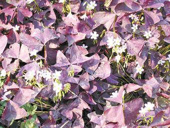 ʯ��ׯ��Ҷ������|�ӱ���Ҷ������|��Ҷ�����ݼ۸�