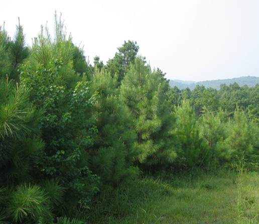 ʯ��ׯ��β��|�ӱ���β��|޻����β��|������β��|��β�ɼ۸�