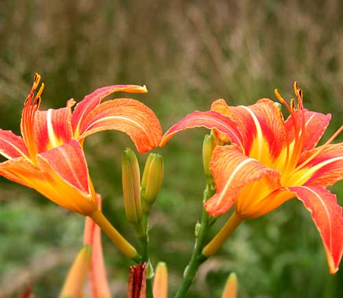 ʯ��ׯ�����|�ӱ������|����ݼ۸�