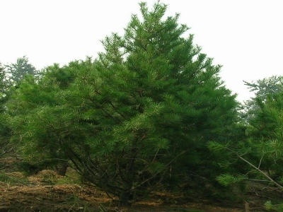 ʯ��ׯ��Ƥ��|�ӱ���Ƥ��|޻�ǰ�Ƥ��|���ݰ�Ƥ��|��Ƥ�ɼ۸�-��ϸ����