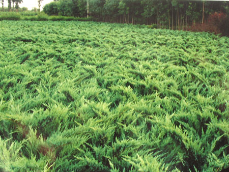 ʯ��ׯ���|�ӱ����|޻�ǲ��|���ݲ��|��ؼ۸�-��ϸ����