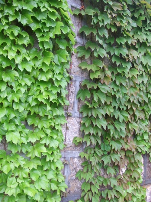 ʯ��ׯ��ɽ��|�ӱ���ɽ��|޻����ɽ��|������ɽ��|��ɽ���۸�-��ϸ����