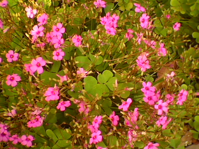 ʯ��ׯ�컨������|�ӱ��컨������|�컨�����ݼ۸�