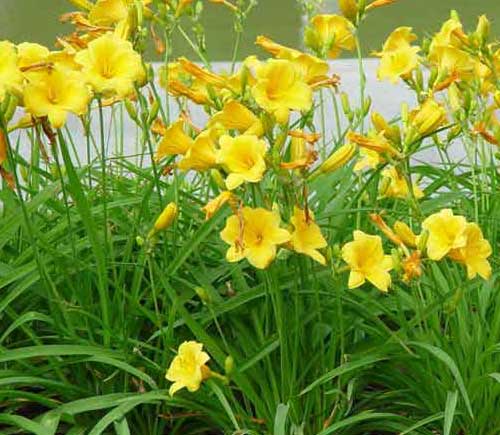 ʯ��ׯ���������|�ӱ����������|��������ݼ۸�